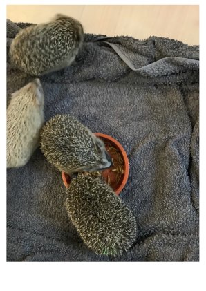 Bilder_Igel_2