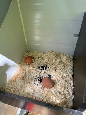 Eier 1