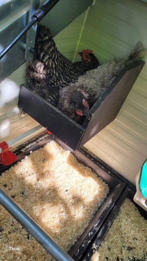 Huhn 3