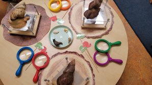 Schnecken 1